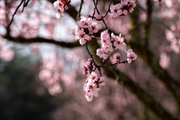 Cherry blossom tree